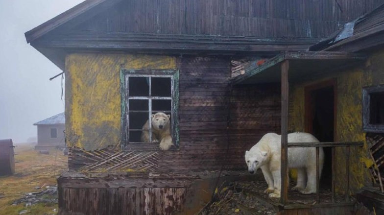 zoo1 - Россиянин Дмитрий Кох стал победителем международного конкурса фотографий дикой природы | Новости