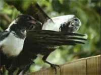 ����������� "Nuts", �����: Windex, ���������: Foote Cone & Belding USA