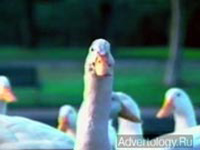 ����������� "�������� � �����", �����: AFLAC, ���������: The Kaplan Thaler Group, Ltd.