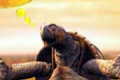  "Turtle" 
: F/Nazca S&S Publicidade Ltda 
: Brahma Beer 
: Brahma 