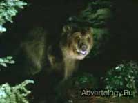 ����������� "����������, ������", �����: adidas, ���������: TBWA/Chiat/Day San Francisco