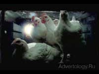  "Oven", : RSPCA, : Abbott Mead Vickers BBDO