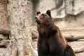  "Bear" 
: Del Campo Nazca Saatchi & Saatchi 
: Buenos Aires Zoo 
: Buenos Aires Zoo 