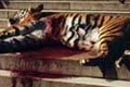   "Tiger" 
: JWT New York 
: Wild Aid 
: Wild Aid 