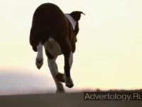 ����������� "Lost Dog", �����: MasterCard, ���������: McCann Erickson New York