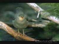  "Mosquito", : Xbox, : Bartle Bogle Hegarty London