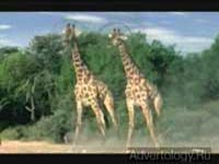  "Mosquito", : Xbox, : Bartle Bogle Hegarty London