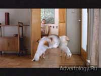  "Distorted Dogs", : Olympus, : Springer & Jacoby International