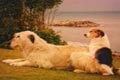  "Doggie Style" 
: Saatchi & Saatchi 
: Club 18-30 
Cannes Lions - International Advertising Festival, 2002
Gold Lion (for Transport, Travel & Tourism)
