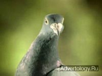 Телереклама "The Bird", бренд: Peugeot, агентство: BETC Euro RSCG