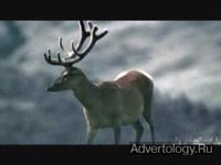 ����������� "It`s Alive", �����: Lexus, ���������: Saatchi & Saatchi Sydney