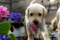  "Playful Puppies" 
: TBWA Brasil S/A 
: Pedigree Masterfoods 
: Pedigree 