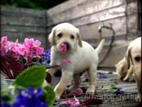 ����������� "Playful Puppies", �����: Pedigree, ���������: TBWA Brasil S/A