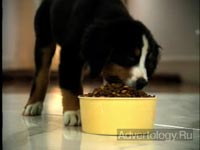����������� "Playful Puppies", �����: Pedigree, ���������: TBWA Brasil S/A