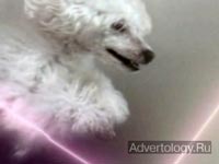 ����������� "Birds", �����: Vitalic