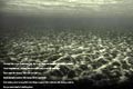   "Underwater" 
: Saatchi & Saatchi Singapore 
: Greenpeace 
CLIO Awards, 2006
Gold (for Product/Service - Campaign)