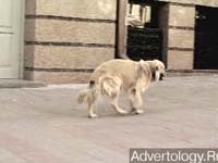 ����������� "������", �����: ��������, ���������: Euro RSCG Kiev