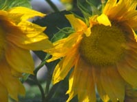  "  ", :   , :   