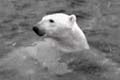  "Polar Bear" 
: Marc USA 
: Pittsburgh Zoo 
: Pittsburgh Zoo & Aqarium 