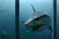  "Shark Cage" 
: Fallon Worldwide 
: Travelers Insurance 
: Travelers Insurance 