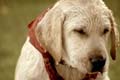  "Revenge of the Puppy" 
: Try Reklamebyrå 
: Norwegian Association of the Blind 
: Norwegian Association of the Blind 