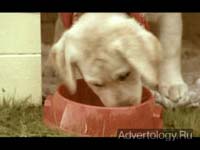  "Revenge of the Puppy", : Norwegian Association of the Blind, : Try Reklamebyrå