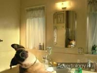 ����������� "Gargle", �����: Kibbles `n Bits, ���������: Dailey & Associates