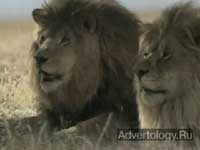 ����������� "����", �����: Steak Grilled Taquitos, ���������: DraftFCB