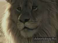 ����������� "����", �����: Steak Grilled Taquitos, ���������: DraftFCB