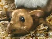  "Mouse Click", : Blockbuster, : Doner Advertising