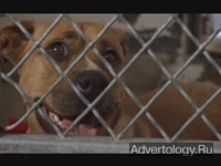  " ", : Pedigree, : TBWA/Chiat/Day Los Angeles