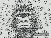 ����������� "�������", �����: WWF, ���������: Contrapunto BBDO