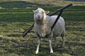   "Sheep" 
: TBWA/PHS Helsinki 
: DNA 
: DNA 