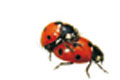   "Ladybird" 
: Gav | Scholz & Friends Bucuresti 
: ADPP4 
: ADPP4 