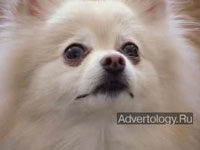 Телереклама "Banter", бренд: Canon, агентство: Dentsu America, Inc.