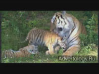 Телереклама "Мама", бренд: Kinder Chocolate, агентство: MILK