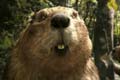  "Beaver" 
: Wight Collins Rutherford Scott Ltd 
:   
:   