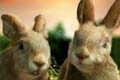  "Rabbit" 
: Wight Collins Rutherford Scott Ltd 
:   
:   
