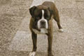  "Dog" 
: Publicis Amstelveen 
: Royal Dutch Army 
Eurobest, 2006
Shortlist (for Public Awareness Messages)