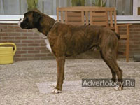  "Dog", : Royal Dutch Army, : Publicis Amstelveen