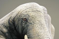   "Elephant" 
: Saatchi & Saatchi Simko 
: WWF 
: WWF 