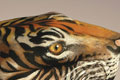   "Tiger" 
: Saatchi & Saatchi Simko 
: WWF 
: WWF 