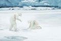   "Polar Bear" 
: BETC Euro RSCG 
: Aigle 
: Aigle 