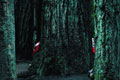   "Forest" 
: Contrapunto BBDO 
: DaimlerChrysler 
: Smart 
