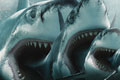   "Sharks" 
: DDB London 
: Financial Times 
: Financial Times 