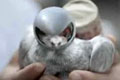  "Carrier Pigeons" 
: BBDO New York 
: Federal Express 
: FedEx 