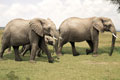   "Elephants" 
: DDB South Africa 
: Jeep Clothing 
: Jeep Clothing 