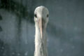  "Stork" 
: BBDO New York 
: Monster.com 
: Monster.com 