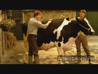  "Pampered Cows", : Kerrymaid, : Chemistry Strategic Communications Limited