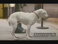  "Dog", : Volkswagen, : DDB London